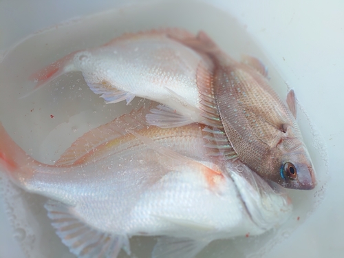 レンコダイの釣果