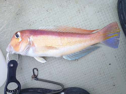 アカアマダイの釣果