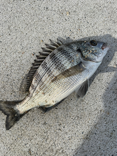 メッキの釣果