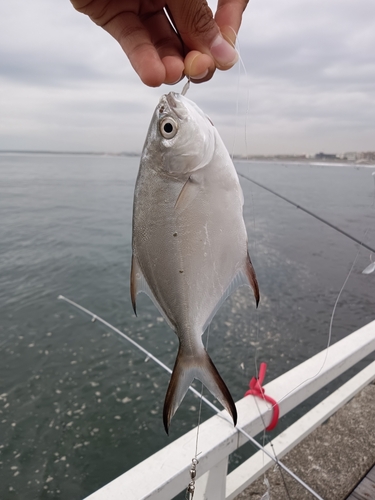 コバンアジの釣果