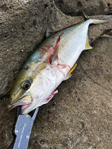 ヒラマサの釣果