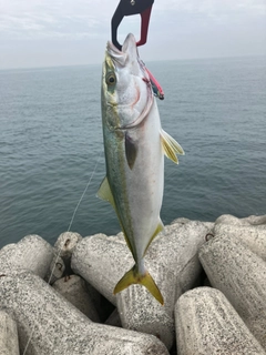 ハマチの釣果