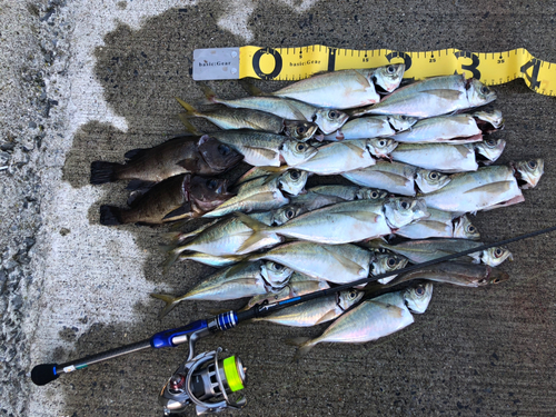 アジの釣果