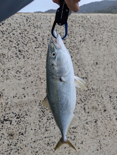 ヤズの釣果