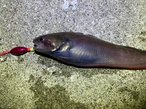 ドンコの釣果