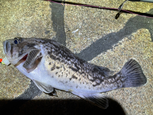 クロソイの釣果