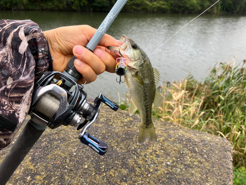 ラージマウスバスの釣果