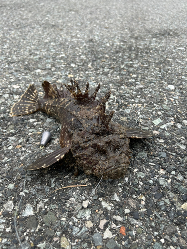 オニオコゼの釣果