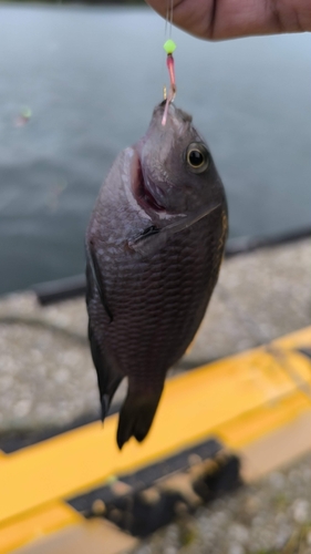 クロスズメダイの釣果