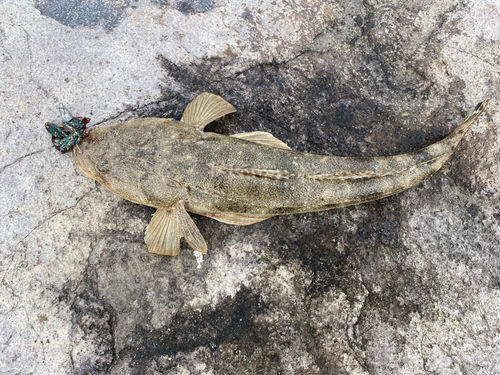 マゴチの釣果