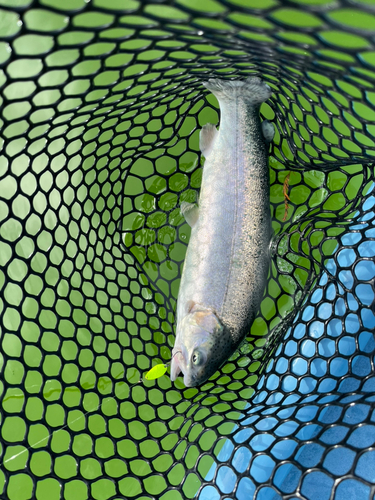 トラウトの釣果