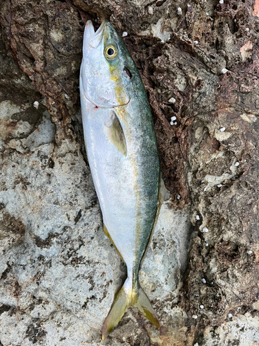 ツバスの釣果