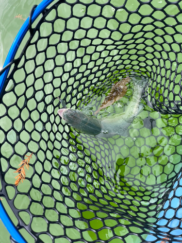 トラウトの釣果