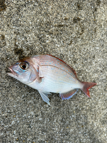 オジサンの釣果