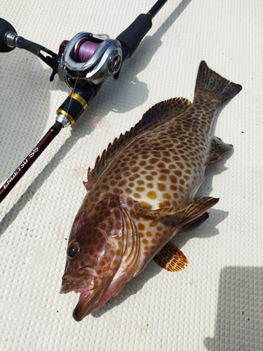 オオモンハタの釣果