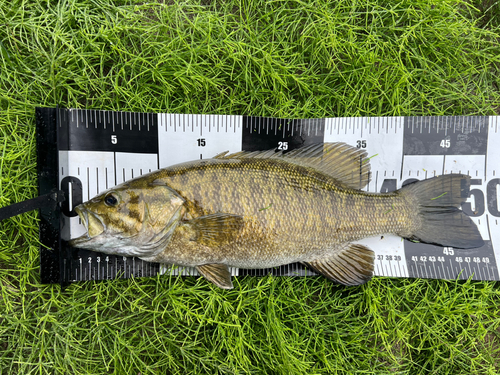 スモールマウスバスの釣果