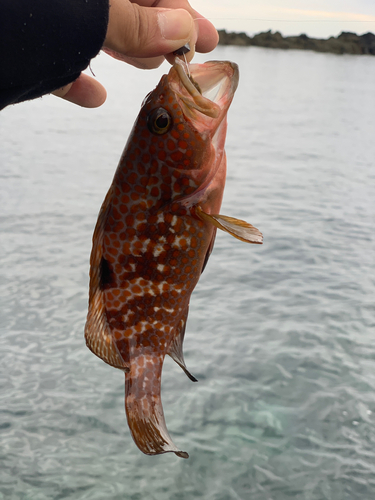 キジハタの釣果