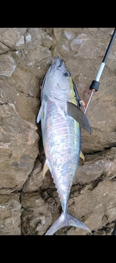 キハダマグロの釣果