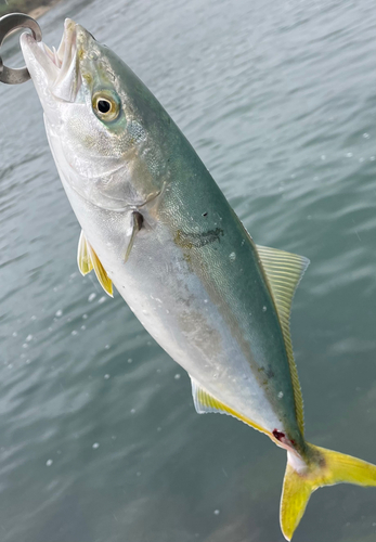 ヤズの釣果