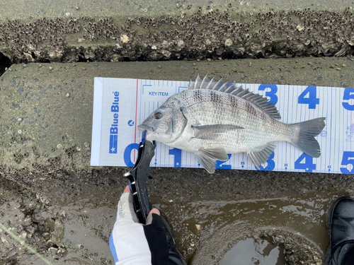 クロダイの釣果