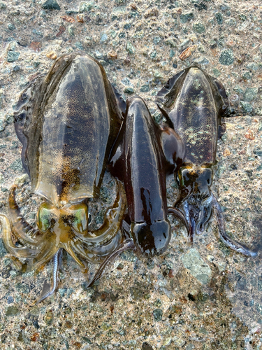 アオリイカの釣果