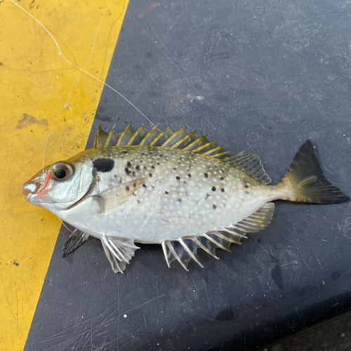 アイゴの釣果