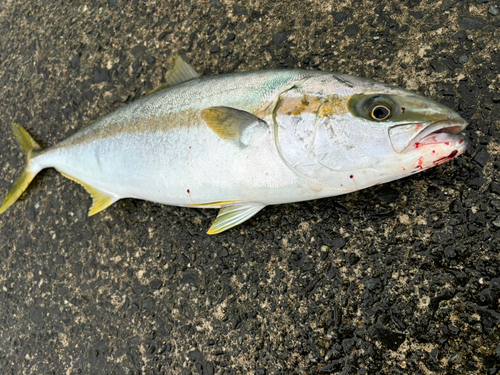 ヒラマサの釣果