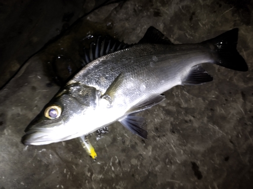 ヒラスズキの釣果