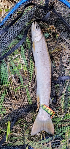 アメマスの釣果