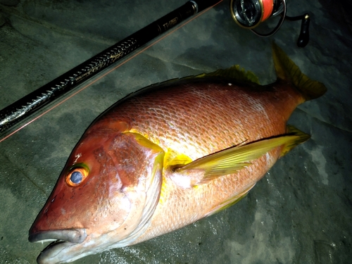 フエダイの釣果