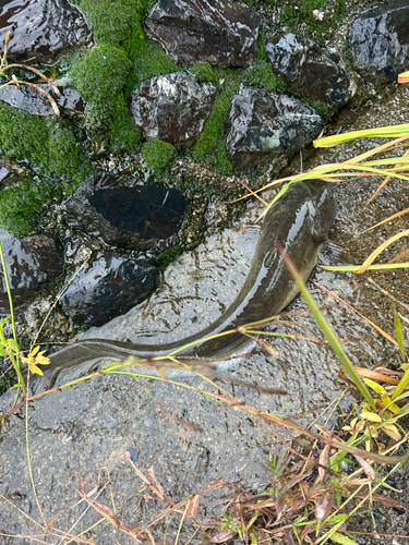 ナマズの釣果