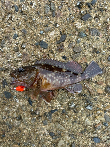 カサゴの釣果