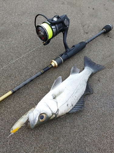 セイゴ（ヒラスズキ）の釣果