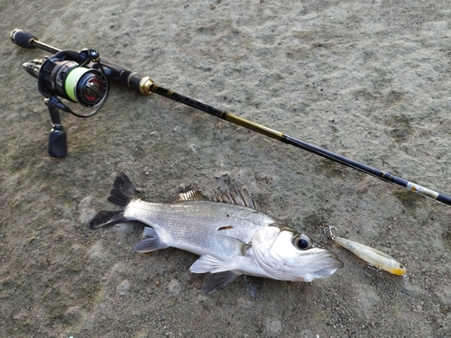 セイゴ（ヒラスズキ）の釣果