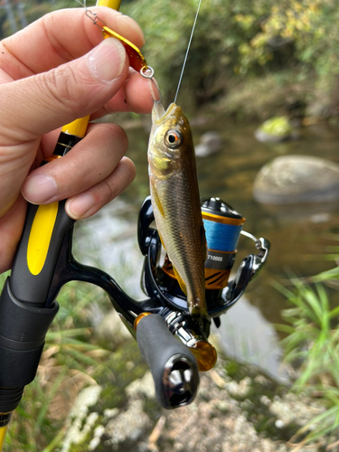 カワムツの釣果