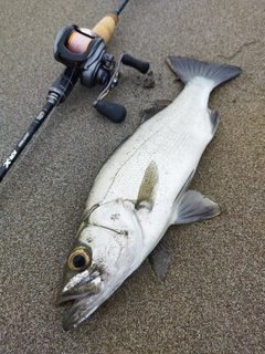 フッコ（ヒラスズキ）の釣果