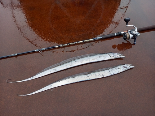 タチウオの釣果