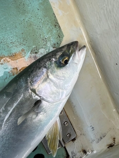 イナダの釣果