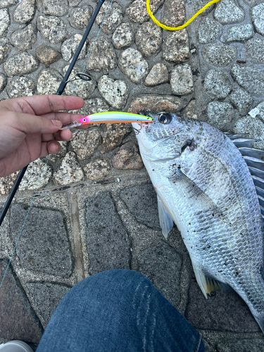 チヌの釣果