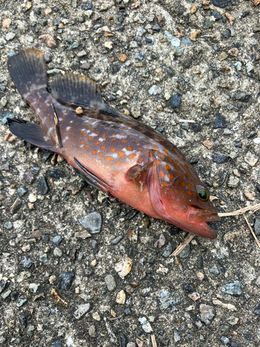 キジハタの釣果