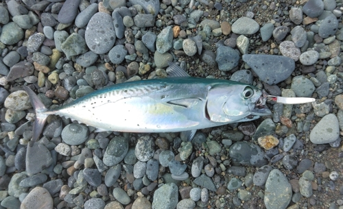 ヒラソウダの釣果