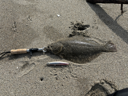 ヒラメの釣果