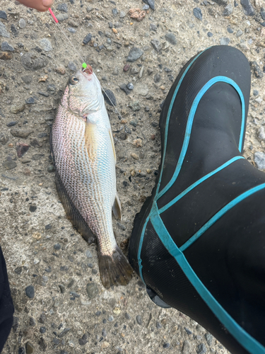 イシモチの釣果