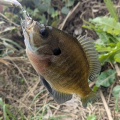 ブルーギルの釣果