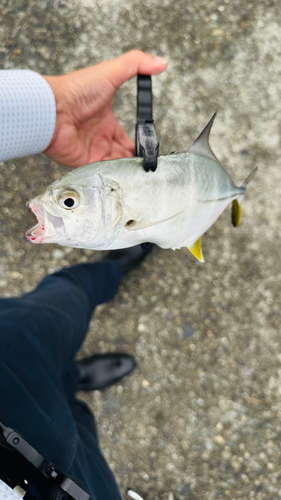 メッキの釣果