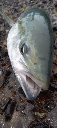 ハマチの釣果