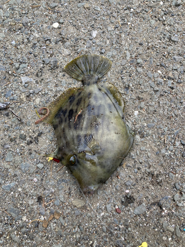 カワハギの釣果