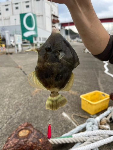 カワハギの釣果