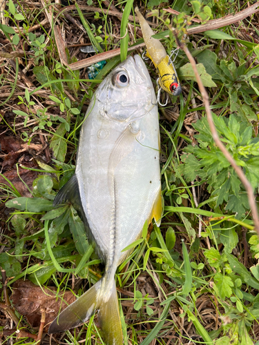 メッキの釣果