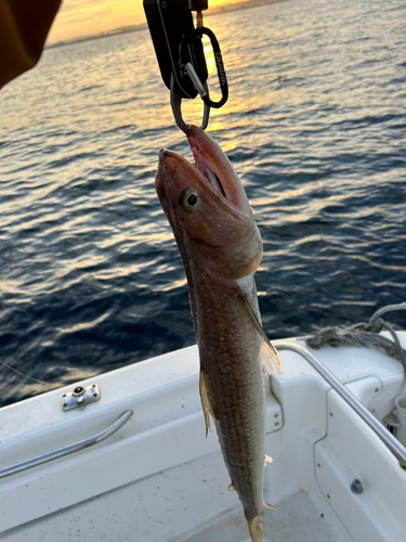 エソの釣果